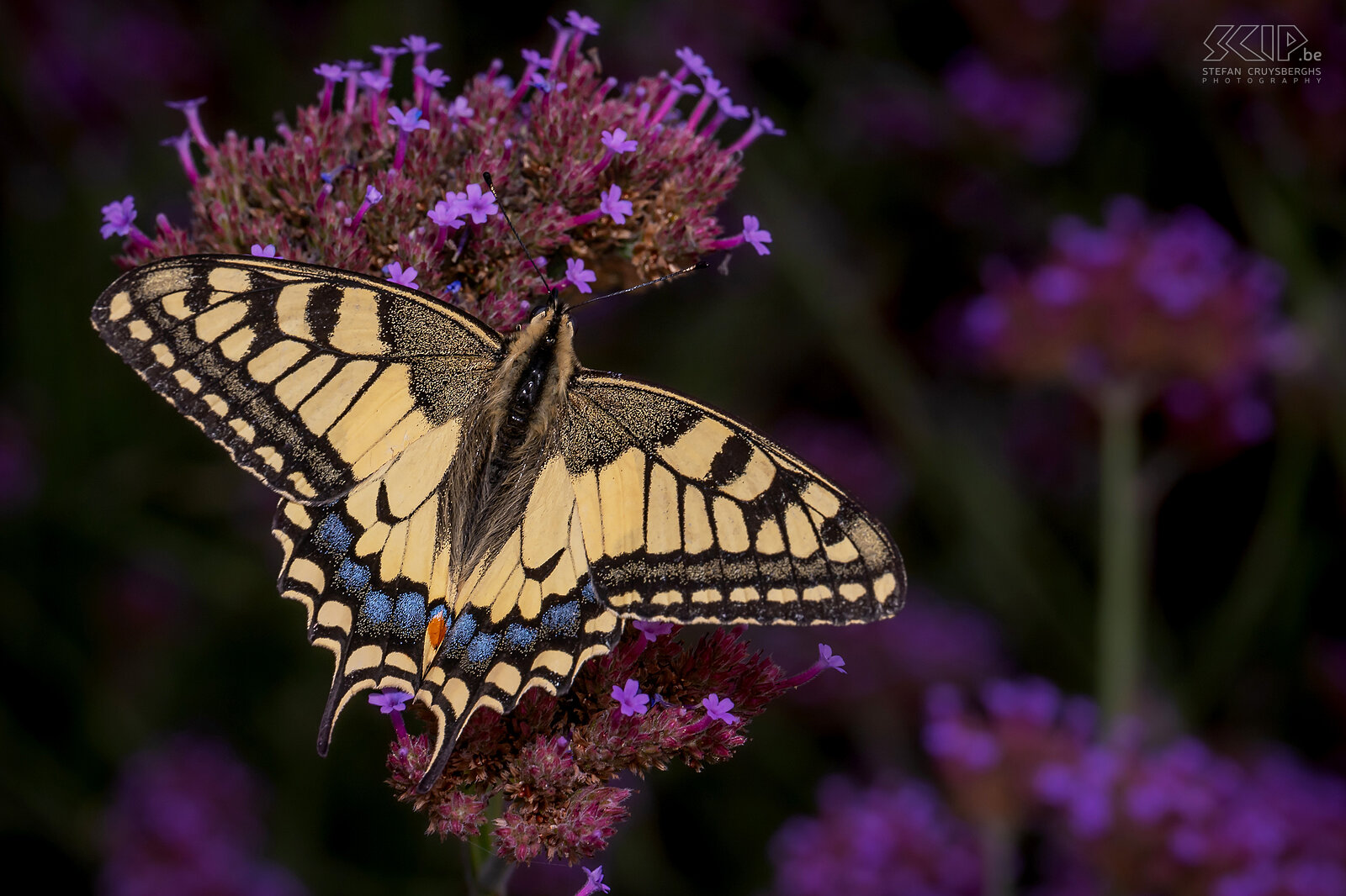 Butterflies - Common yellow swallowtail Common yellow swallowtail / Papilio machaon Stefan Cruysberghs